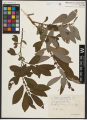 Foto von Salix appendiculata Vill.